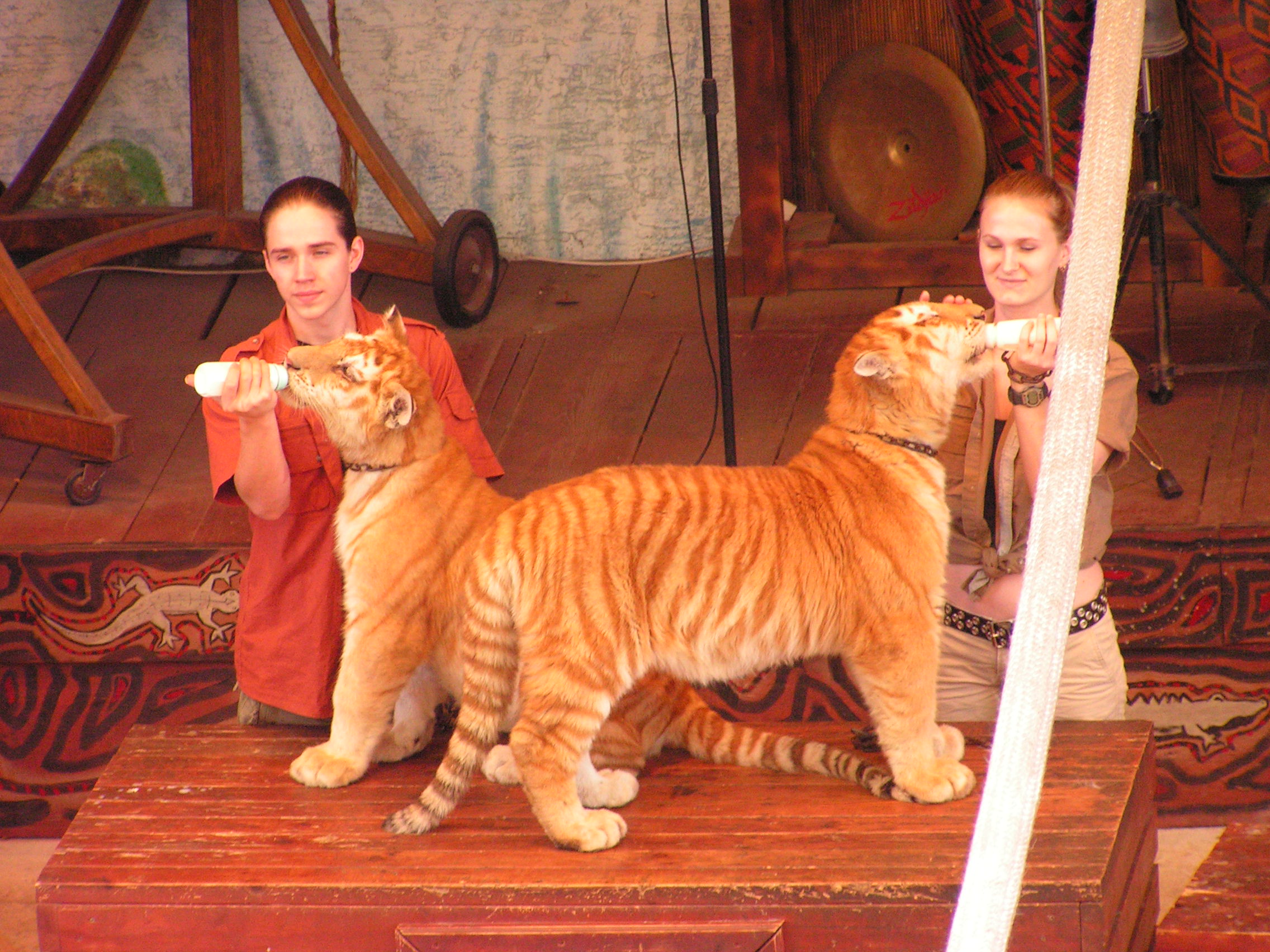 ./2006/Christmas/Parrot Jungle/PICT0256.JPG